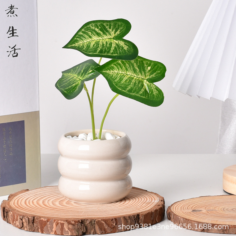 Fioriera succulenta in ceramic - Echeveria Succulent recensione e prezzo