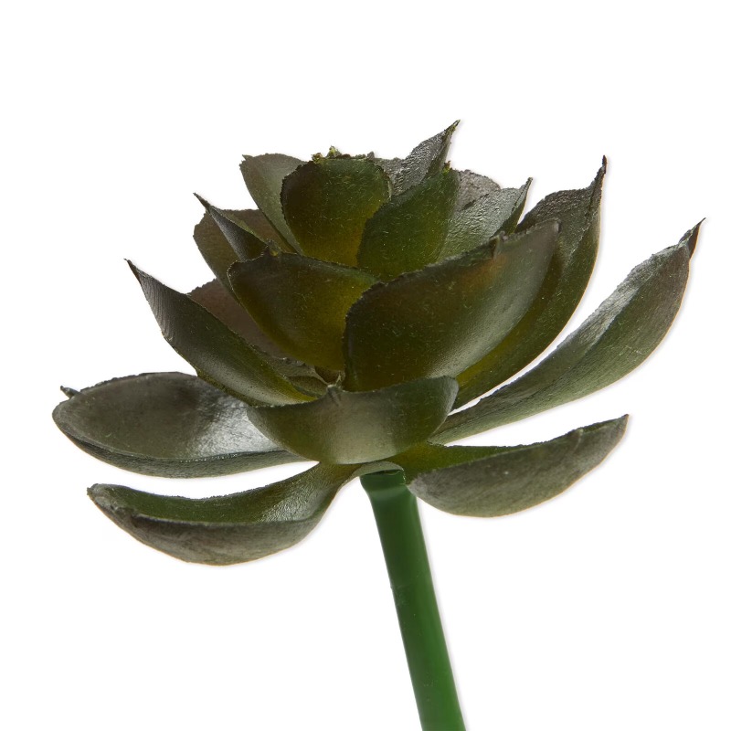 Pianta Succulenta Artificiale  - Echeveria Succulent recensione e prezzo